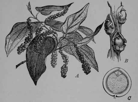Fig. 124. Black Pepper (Piper nigrum, Pepper Family, Piperacece). A, fruiting branch, 1/2. B, part of a spike showing three flowers, 4/1. C, fruit, cut vertically to show the seed within, its minute embryo in copious seed food, 4/1. (Baillon.) A woody vine, tall climbing partly by means of roots; leaves evergreen; flowers minute; fruit red. Native home, India.