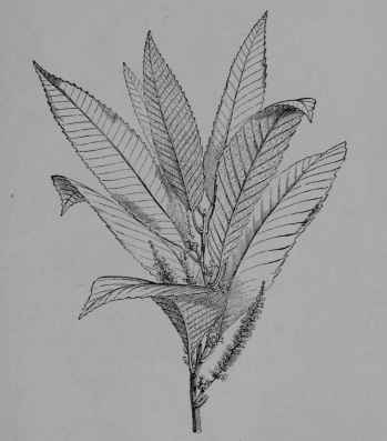 Fig. 24. Chestnut (Castanea sativa, Beech Family, Fagaceoe).
