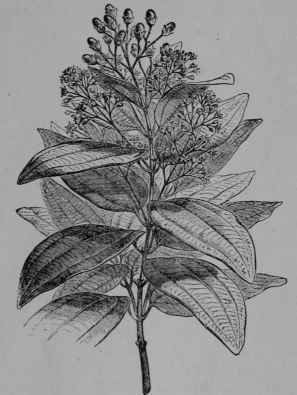 Fig. 130, I. Cinnamon (Cinnamomum zeylanicum, Laurel Family, Lciuraceoe). Leafy branch with flowers and fruit. (Baillon.) A tree attaining about 10 m. with thick rough bark, and young branches prettily speckled with dark green and light orange; leaves leathery, shining, evergreen; flowers whitish, of disagreeable odor; fruit a white spotted purplish brown berry. Although volatile oil is found in various parts of the plant no odor is perceptible at a short distance. Native home, Ceylon, India.