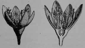 Fig. 130, II. Cinnamon. Flower complete, and cut vertically.