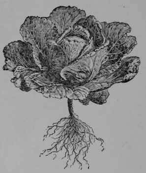 Fig. 67. Common Cabbage (B. oleracea, var. capitata). Plant at close of first year's growth.