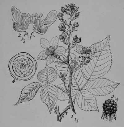 Fig. 97. European Raspberry (Rubus idoeus, Rose Family, Rosaceoe). 1, flowering branch and leaves. 2, flower cut vertically. 3, fruit. 4, floral diagram. (Wossidlo.) An erect, prickly shrub; leaflets whitish beneath; flowers white; fruit dark red, yellow, or whitish. This species together with our wild red raspberry (R. strigosus) which is closely similar to it, have produced our cultivated varieties.