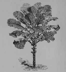 Fig. 65. Garden Kale or Borecole (B. oleracea, var. acephala).