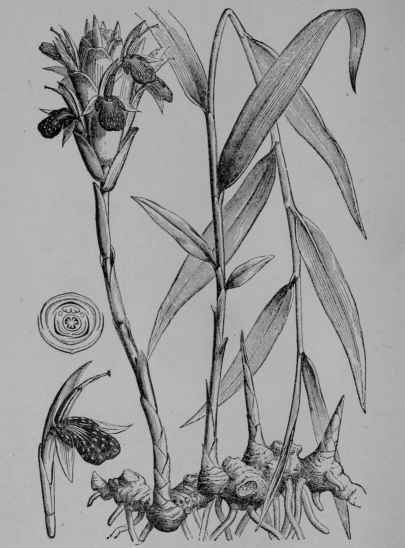 Fig. 131. Ginger (Zingiber officinale, Ginger Family, Zingerberaceoe). Plant showing roots, rootstock, leafy and flowering stems. Flower. Floral diagram. (Baillon.) A biennial or perennial herb, about 60 cm. tall, with smooth leaves; flowers dingy yellow, aromatically fragrant; fruit a dry pod. Native home, India.