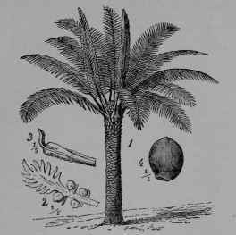Fig. 381. Japanese Cycad (Cycas revoluta, Cycad Family, Cycadaceoe). 1, seed bearing plant. 2, macrosporangial leaf or carpel showing the naked ovules (macrosporangia) near its base. 3, microsporangial leaf, or stamen, showing the numerous microsporangia (anthers) on its lower face. (Wossidlo.) Tree growing about 3 m. tall; fruit densely hairy. Native home, Japan; commonly cultivated as sago palm.