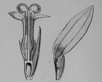 Fig. 59, III. Jerusalem Artichoke. A disk flower enlarged and cut vertically to show the single pistil with two stigmas