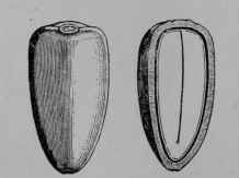 Fig. 59, IV. Jerusalem Artichoke. Fruit, side view, enlarged. The same cut vertically to show the germ occupying the whole of the seed within.