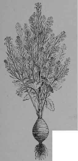 Fig. 66. Kohl rabi (B. oleracea, var. gongylodes). Plant in flower, much reduced.