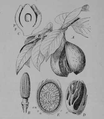 Fig. 129. Nutmeg (Myristica fragrans, Nutmeg Family, Myristicacece). A, fruiting branch showing a ripe fruit with pulp opening to let out the mace covered seed, 3/8. B, stamens, enlarged. C, pistillate flower cut vertically, 3/1. p, perianth; g, pistil containing a single ovule. D, seed surrounded by the net like mace (a). E, same, cut vertically to show the aril (a), the seed coat (s), the seed food (looking as if it had been chewed and hence described as ruminate), and the embryo (e). (Luerssen, Baillon.) The plant is a tree attaining 20 m. in height; leaves evergreen; flowers pale yellowish; fruit dull orange color, downy, the pulp splitting open at maturity; seed brown, enveloped by a blood red aril which like the seed is aromatic. Native home, Moluccas.