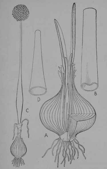 Fig. 60. Onion. (Allium Cepa, Lily Family, Liliaceoe).