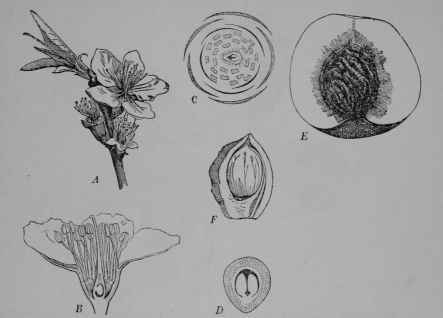 Fig. 94. Peach (Prunus Persicq, Rose Family, Rosaceoe). A, flowering branch. B, flower, cut vertically. C, diagram of flower. D, ovary, cut across to show the two layers of the wall, the outer (dotted) which becomes fleshy, and the inner (white) which becomes hardened as the 