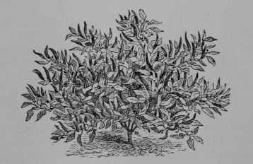 Fig. 125, I. Red Pepper (Capsicum annuum, Nightshade Family, Solanaceoe). Fruiting plant, 1/8. (Vilmorin.) An annual or biennial herb of shrubby appearance; leaves smooth; flowers whitish; fruit juiceless, red, yellow, or violet, very various in form and color. Native home, South America.