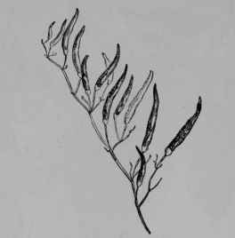 Fig. 125, II. Red Pepper. Fruiting branch of the Chili pepper, 1/3.