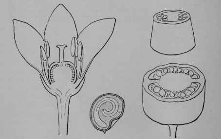 Fig. 126. Red Pepper. Flower, cut vertically, enlarged. Fruit cut aoross near the top and near the base showing the single cavity above becoming two cavities below; about natural size. Seed, cut vertically, enlarged.
