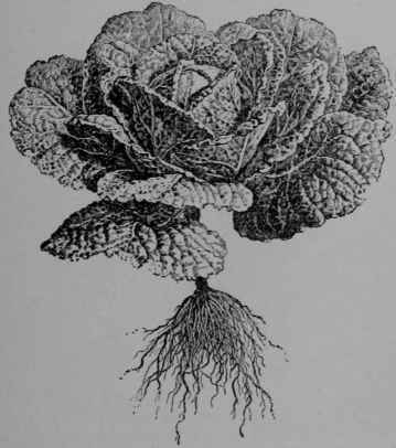 Fig. 68 Savoy Cabbage (B. oleracea, var. sabauda) Plant at close of first year's growth, showing the characteristically blistered leaves.