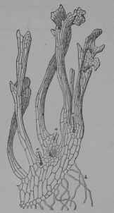 Fig. 371. Scouring rush. Female gametophyte or prothallus(45/1) showing archegonia (a, a, a) and pseudo roots (h).