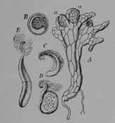 Fig. 370. Scouring rush. A, male gametophyte or prothallus (150/1) showing antheridia (a, a). B E, spermatozoids of various ages, much more highly magnified.