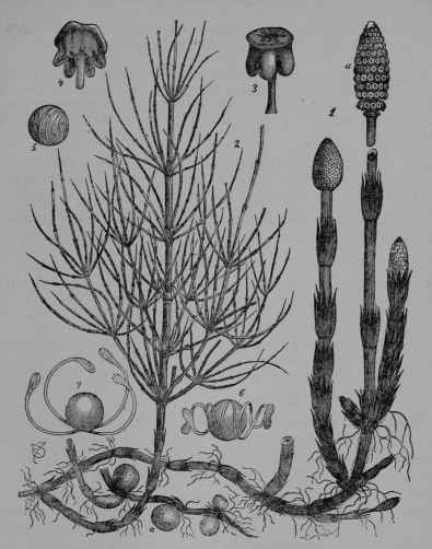 Fig. 369. Scouring rush (Equisetum arvense, Scouring rush Family, Equisetaceoe).