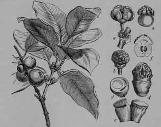 Fig. 274. Siamese Gamboge tree (Garcinia Hanburyi, Gamboge Family, Guttiferoe). Branch with pistillate flowers and fruit; a, pistillate flower; b, staminate flower; c, stamens; d, pistil surrounded by rudimentary stamens; e, pistil; f, same, cut vertically; g, ovary, cut across. (Baillon, Hanbury.) Tree about 18 m. tall; leaves glossy; flowers yellowish; fruit cherry like, reddish brown. Native home, Southern Asia.