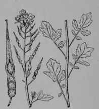 Fig. 128. White Mustard (Sinajris alba, Mustard Family, Cruciferoe). Stem with leaves. Top showing flowers and fruit, reduced. Pod, about natural size. (Britton and Brown.) Plant an annual about 30 60 cm. tall; leaves hairy; flowers yellow; pod bristly; seeds light brown. Native home, temperate regions of Eurasia, and Northern Africa.