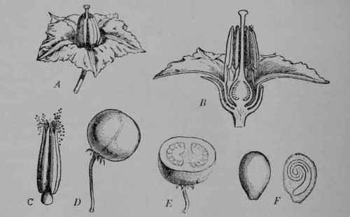 Fig. 58, III. White Potato. A, flower, about natural size.