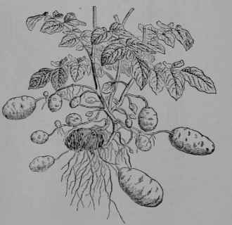 Fig. 58, I.   White Potato (Solatium tuberosum, Nightshade Family, Solanaceoe).