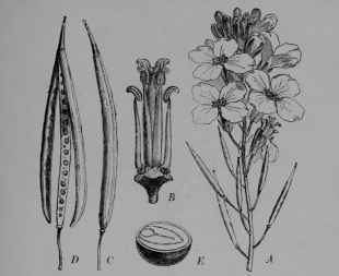 Fig. 64. Wild Kale. A, flower cluster. B, flower with calyx and corolla removed to show the stamens and pistil.