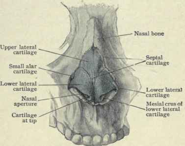 Fig. 112. Bony and cartilaginous framework of nose, front aspect. (Piersol).