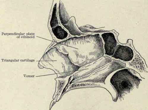 Fig. 117. Septum of the nose.