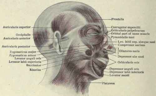 Fig. 127. Superficial dissection, showing the muscles of the head and face. (Piersol).