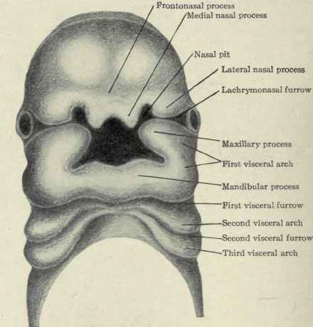 Fig. 131. Frontal view of human foetus about four weeks old. (After His).