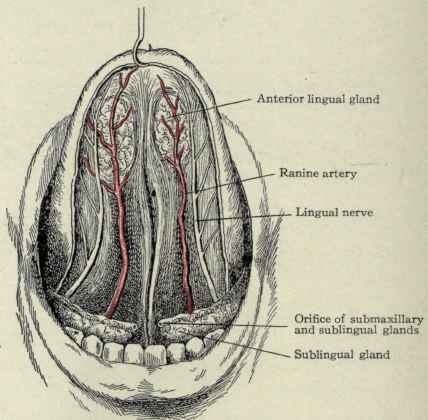 Fig. 137.   Under surface of the tongue, mucous membrane removed.