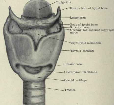 Fig. 157. Anterior view of hyoid bone and larynx.