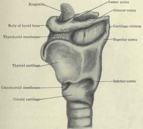 Fig. 158. Side view of hyoid bone and larynx.