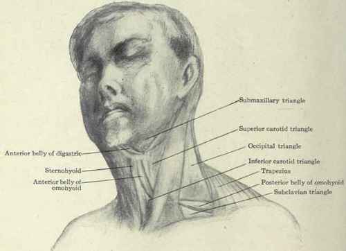 Fig. 162. Showing anterior and posterior cervical and subsidiary triangles.