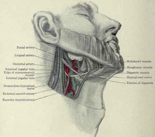 Fig. 164.   Deeper structures of the submaxillary region, especially the vessels.