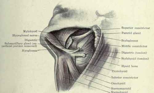 Fig. 165.   Submaxillary region. The anterior portion of the submaxillary gland is seen winding around and beneath the posterior edge of the mylohyoid muscle. The posterior portion of the gland has been cut away. The posterior belly of the digastric and the stylohyoid muscles have also been removed.