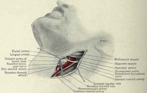 Fig. 173. Ligation of external carotid artery and its branches.