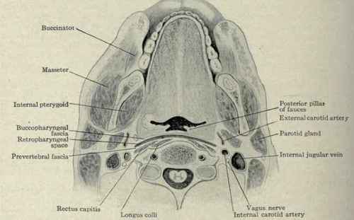 Fig. 179, Section through the upper portion of the third cervical vertebra, showing the buccopharyngeal and prevertebral fascias and retropharyngeal space.