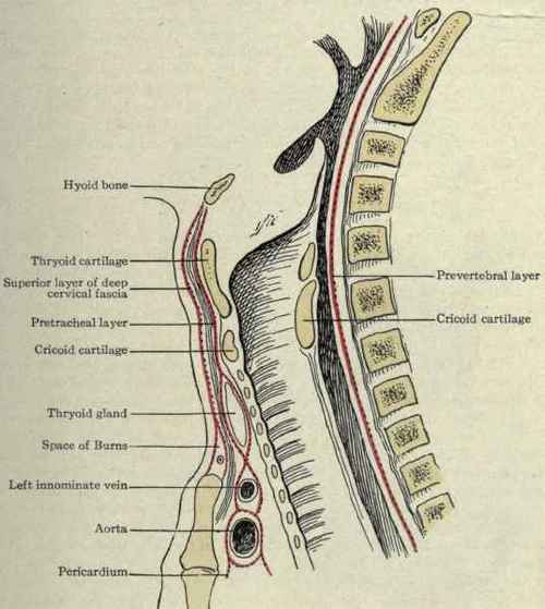 Fig. 180. The superficial layer, pretracheal layer, and prevertebral layer of the deep cervical fascia thin pretracheal fascia covering it and pass down behind the sternohyoid and sternothyroid muscles into the anterior part of the superior mediastinum.