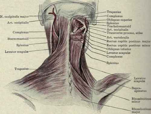 Fig. 182. Superficial and deep structures of the back of the neck, showing the suboccipital triangle, formed by the rectus capitis posticus major, obliquus superior and obliquus inferior: the suboccipital nerve emerges from just beneath the art. vertebralis.