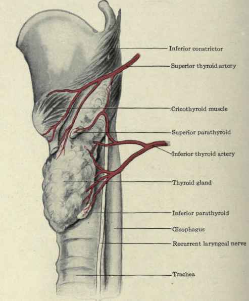 Fig. 185.   Showing the parathyroid bodies and inferior thyroids, and a week or two later perform a subcapsular enucleation of the thyroid; (3) search for each parathyroid by following out the ramifications of the inferior thyroid artery   this is the best method of finding them in post mortem examinations.