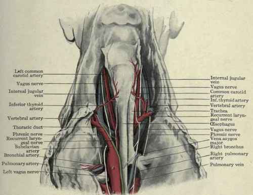 Fig. 186.   Relations of the cervical portion of the oesophagus, viewed posteriorly.