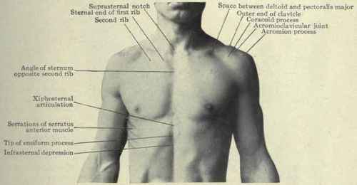 Fig. 204. Surface anatomy of the thorax.