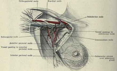 Fig. 207. Lymphatics of the breast. (Poirier and Cuneo).