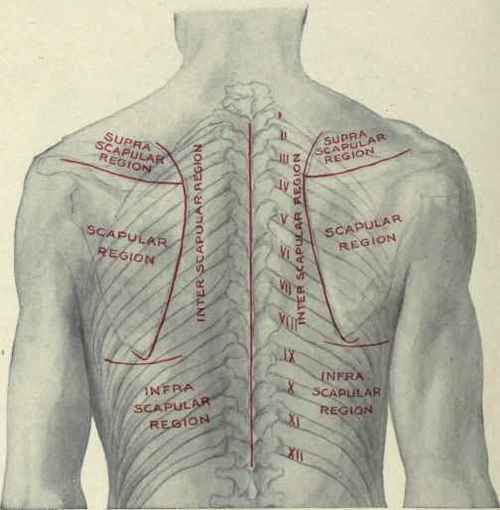 Fig. 213. The posterior regions of the chest.
