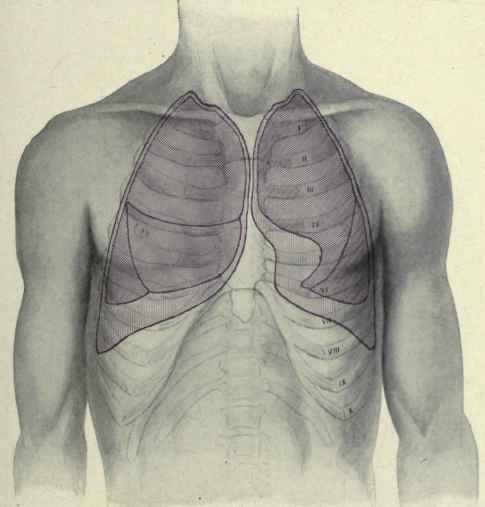 Fig. 214. Anterior surface relations of the lungs and pleurae.