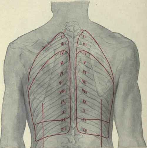 Fig. 215. Posterior surface relations of the lungs and pleurae.