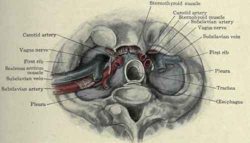 Fig. 216. Upper end of the thorax, at the level of the first rib.