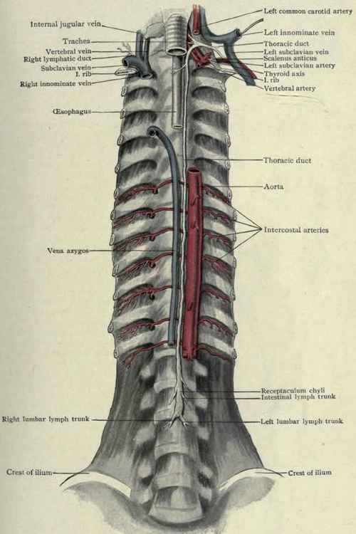 Fig. 225. Dissection of posterior body wall, seen from in front, showing thoracic duct and right lymphatic duct: veins have been laterally displaced to expose the terminations of the thoracic duct. (Piersol).
